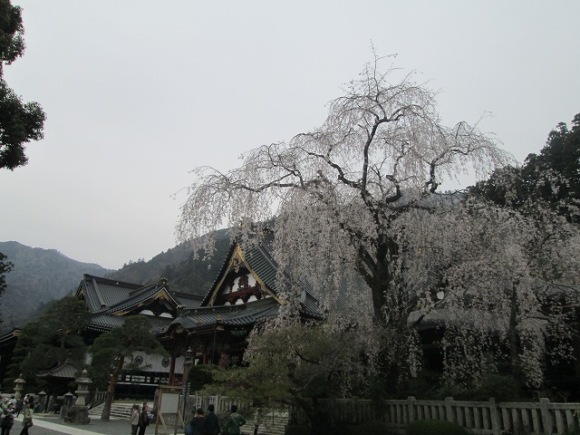 樹齢４００年の枝垂れ桜
