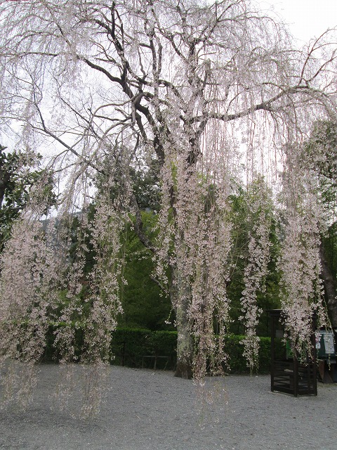 御真骨堂前の桜
