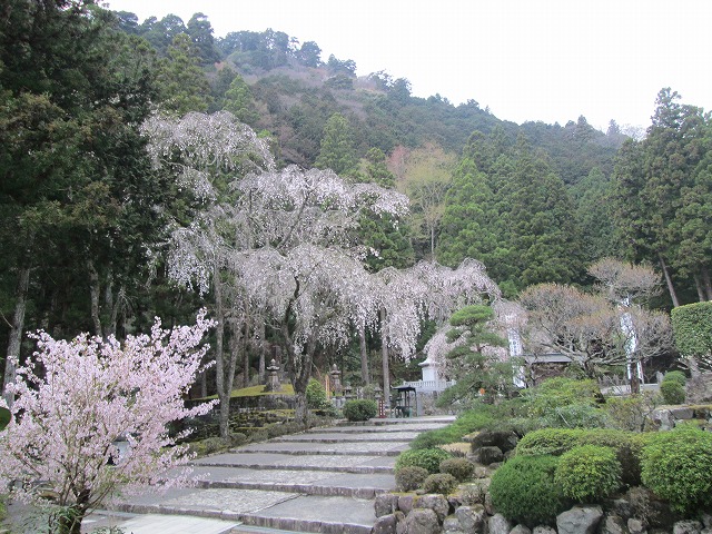 御廟所の桜