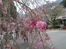 身延山境内の枝垂れ桜