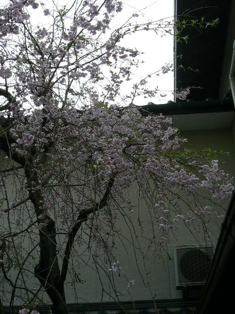 枝垂れ桜が満開