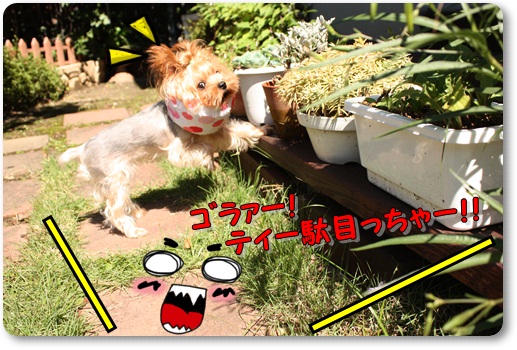 まんきつ2