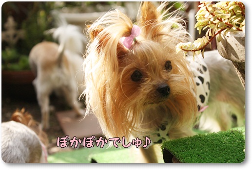 ぽかぽか1