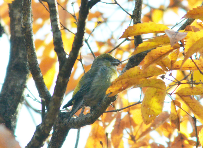2013-12-1イスカ メスDSC_6001