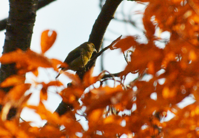 2013-12-1イスカDSC_6219