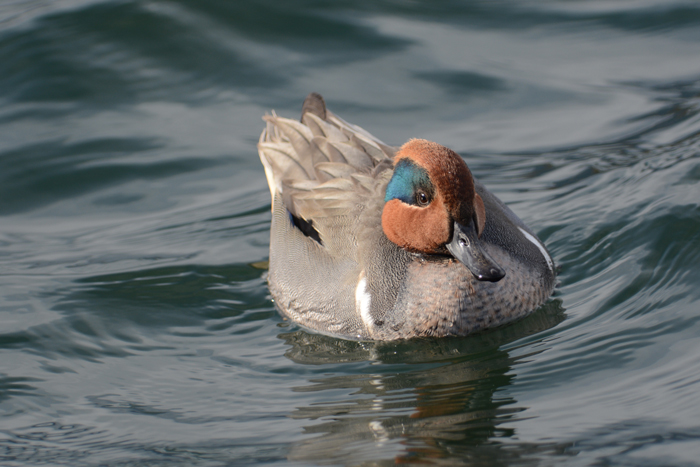 2013-12-20アメリカコガモDSC_0710