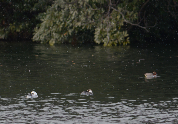 2013-12-アメリカコガモDSC_0781