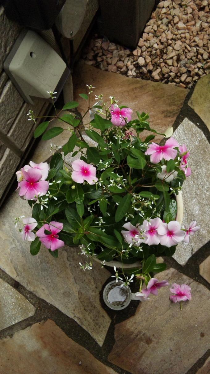 FLOWER_20130620
