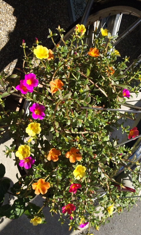 FLOWER_20130629