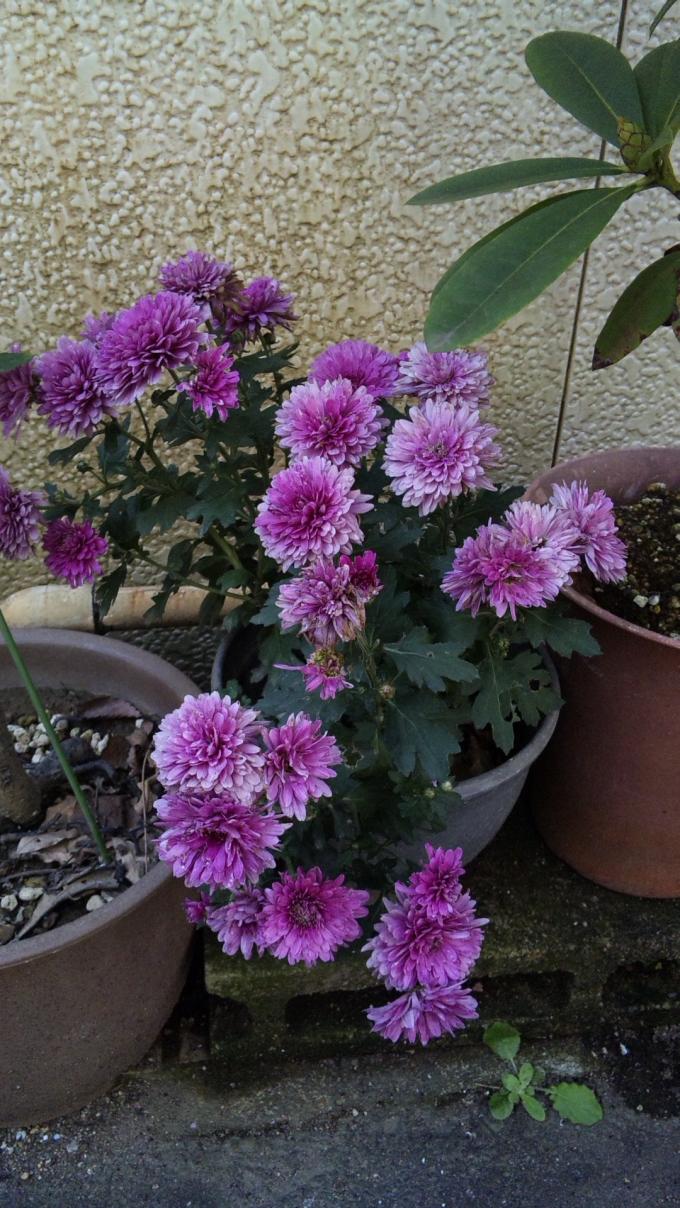 Flowers_20111025