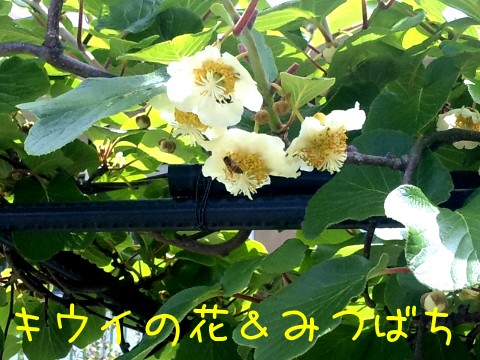 201305202.jpg