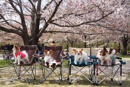 お花見集合写真