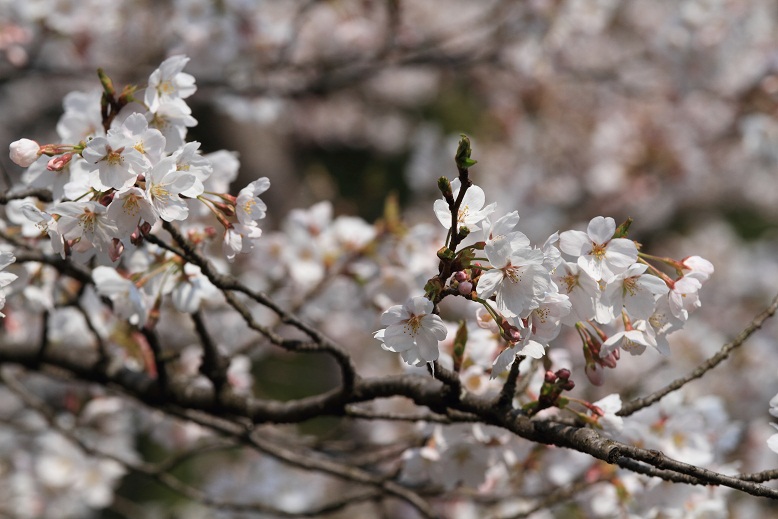 郡山城、5