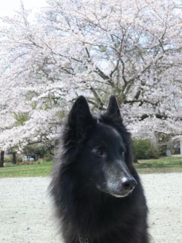 桜2013-4