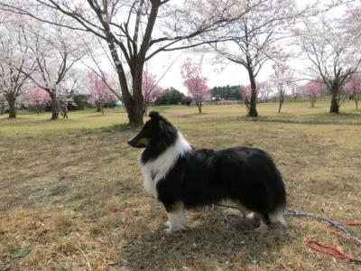 桜2013-3