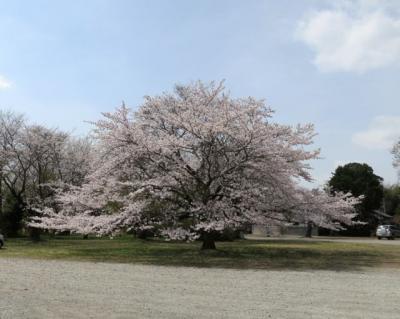 桜2013-6