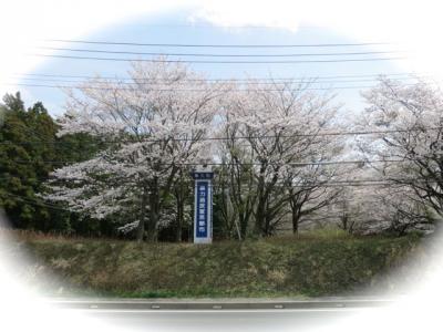 桜2013-7