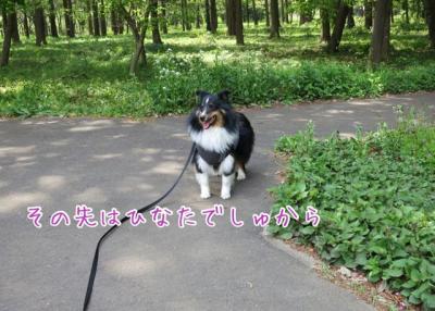 日陰散歩
