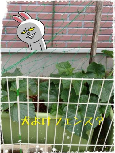 野菜泥棒2