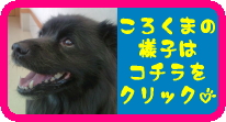 corokuma02.jpg