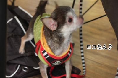 2012_12_09_9999_3.jpg