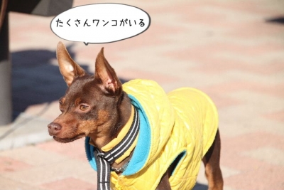 2013_11_23_9999_95.jpg