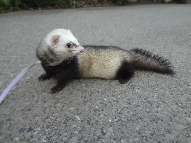 DSC07371_20131130182656cb4.jpg