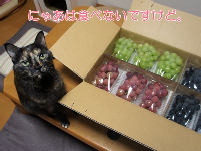nya1