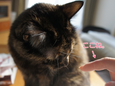nya1