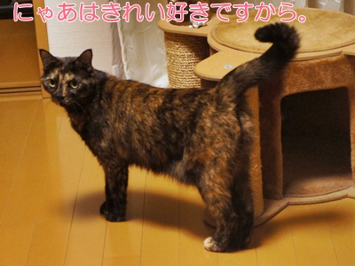 nya