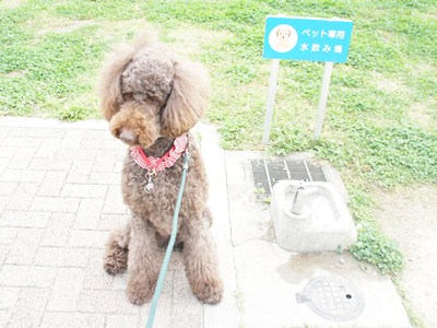 izu1