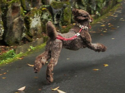 izu4