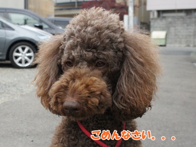 fio3