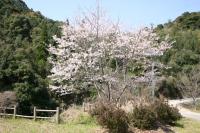 桜画 007