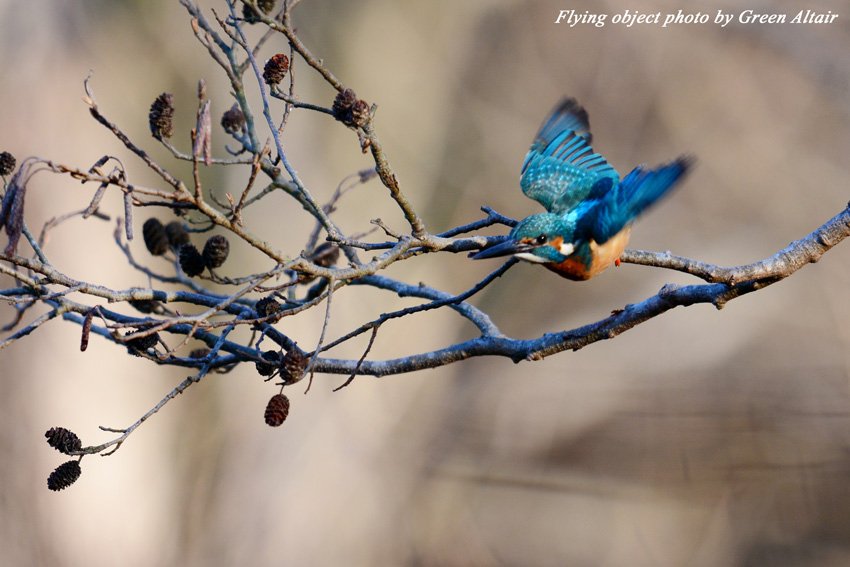 DSC_2832.jpg
