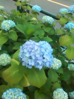 紫陽花もうすぐ
