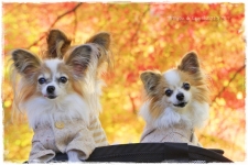 blog1-I1MG_7203-2013-1.jpg