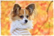 blog2-I1MG_7234-2013-1.jpg