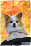 blog4-I1MG_7223-2013-1.jpg