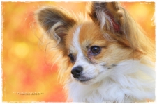 bolog5-I1MG_7243-2013-1.jpg