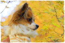 bulog6-I1MG_7326-2013-1.jpg