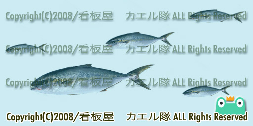 お魚テクス見本「はまち」