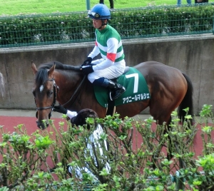 niigata2s-avuni2.jpg
