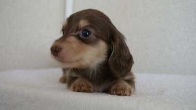 ななこの赤ちゃんチョコクリちゃん ダックスフンド 子犬 ブリーダー フジアースフィールド ミニチュアダックス カニンヘン Mダックス 静岡県富士宮市