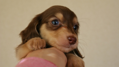 ななこの赤ちゃん カニンヘン チョコクリのちなちゃんです ダックスフンド 子犬 ブリーダー フジアースフィールド ミニチュアダックス カニンヘン M ダックス 静岡県富士宮市