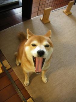 ふぁ~あ