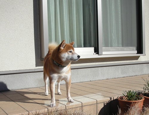 あっち見て~