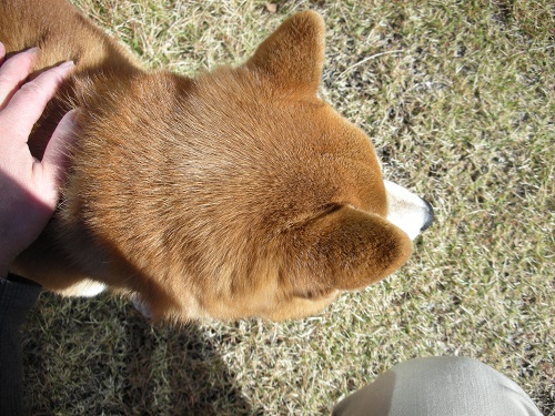 なかよし
