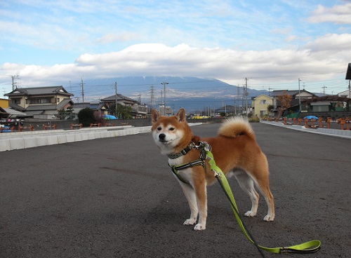 恒例の