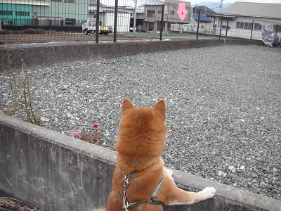 岩本山からの富士山